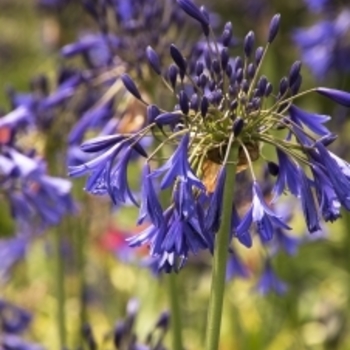 Agapanthus 'Blue Leap' 