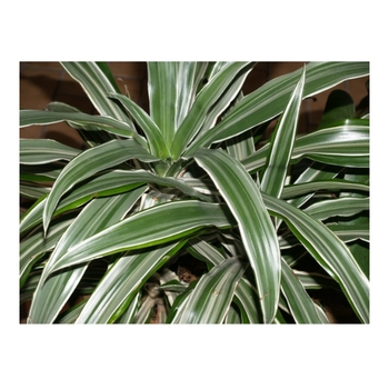 Dracaena deremensis 'Warneckii' 