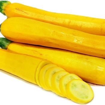 Cucurbita pepo 'Gold Rush' 
