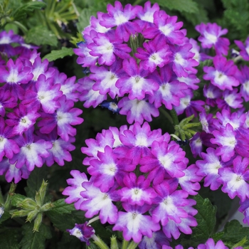 Verbena 'Wicked Cool Purple' 