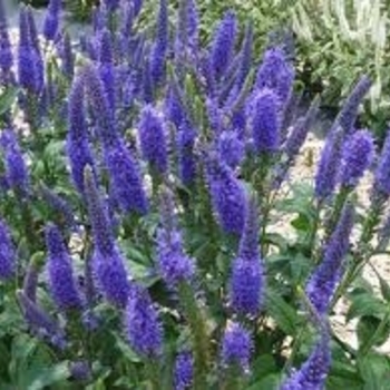 Veronica longifolia 'Marietta' 