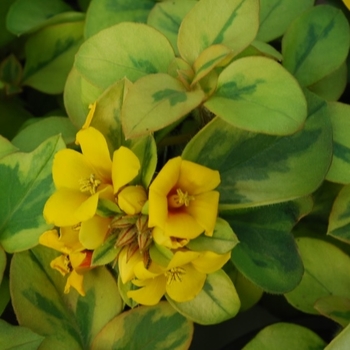 Lysimachia congestiflora 'Variegated Lemon' 