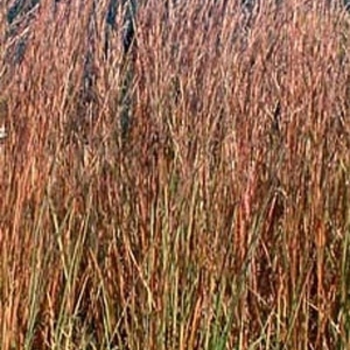 Schizachyrium scoparium 'Blaze' 