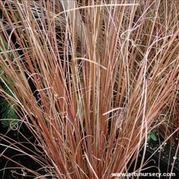 Carex buchananii 'Firefox' 