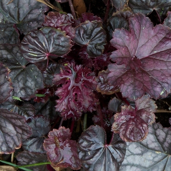 Heuchera 'Blackcurrant' 