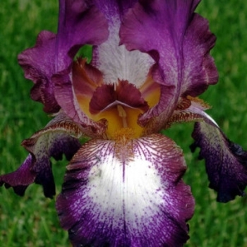 Iris germanica 'Tennison Ridge' 