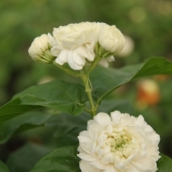 Jasminum sambac 'Grand Duke' 