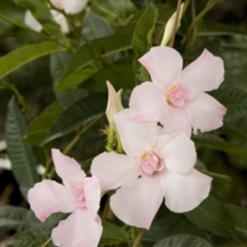 Mandevilla x amabilis 'Monite' PP12123