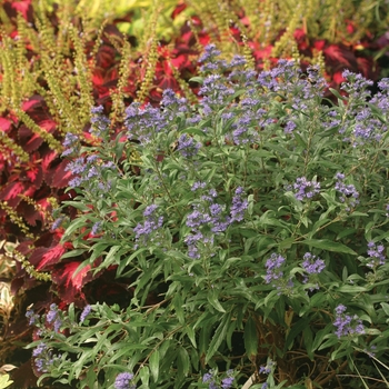 Caryopteris x clandonensis 'Petit Bleu™'