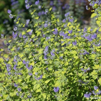 Caryopteris incana 'Sunshine Blue® II'