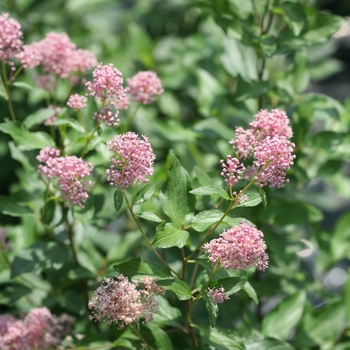 Ceanothus 'Minmarose' 