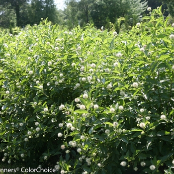 Cephalanthus occidentalis 'Sugar Shack®'