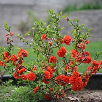 Chaenomeles speciosa Double Take® 'Orange' (092388)