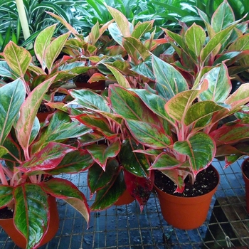 Aglaonema 'Creta' 