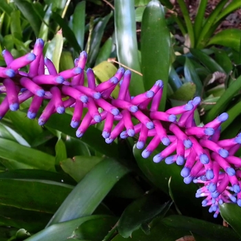 Aechmea gamosepala