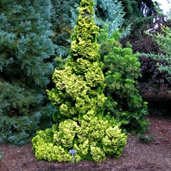 Chamaecyparis obtusa 'Lutea Compacta' 