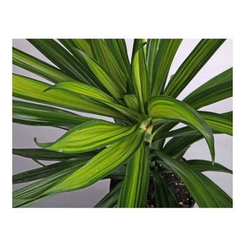 Dracaena deremenis 'Rikki' 