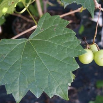 Vitis rotundiflora 'Carlos' 