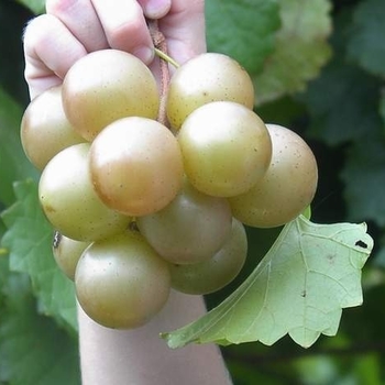 Vitis rotundiflora 'Fry' 