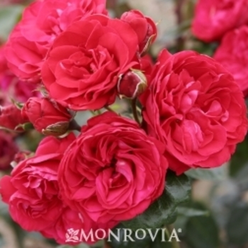 Rosa 'Meigrappo' PP18654