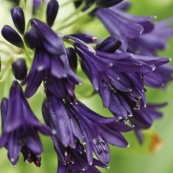 Agapanthus 'Mood Indigo' 