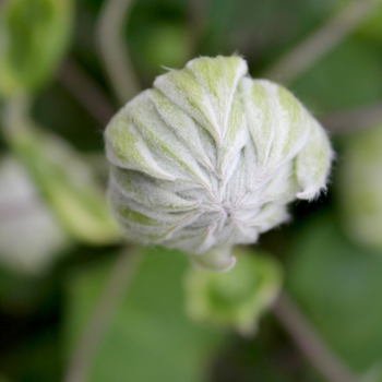 Clematis 'Diamond Ball'