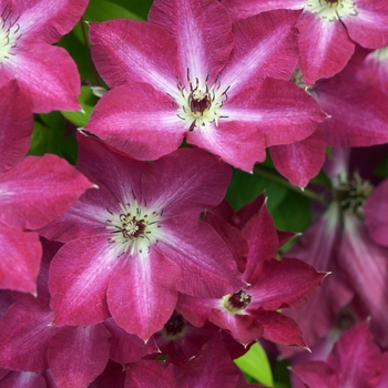 Clematis 'Viva Polonia'