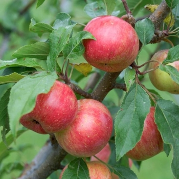 Malus 'Chestnut' 