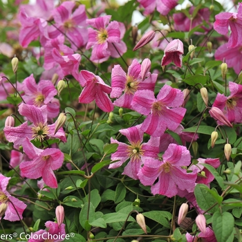 Clematis 'Pink Mink®'