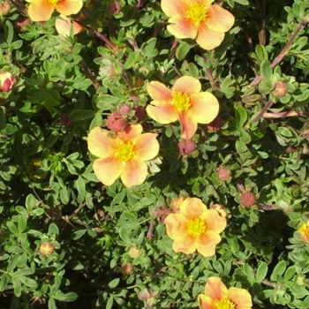 Potentilla fruticosa 'Setting Sun' 