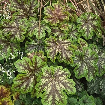 Heucherella 'Sonic Smash' 