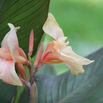 Canna 'Lenape' 