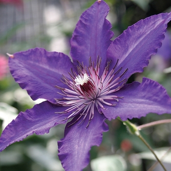 Clematis 'Marie Louise Jensen™'