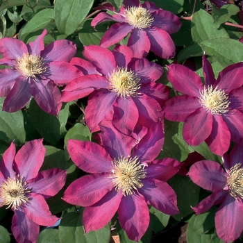 Clematis 'Starburst™' USPP 21203