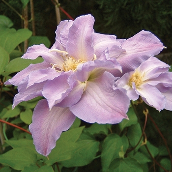 Clematis 'Hakuba' 