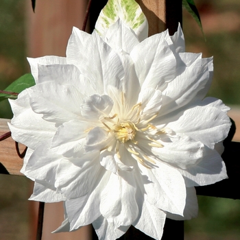 Clematis 'Duchess of Edinburgh'