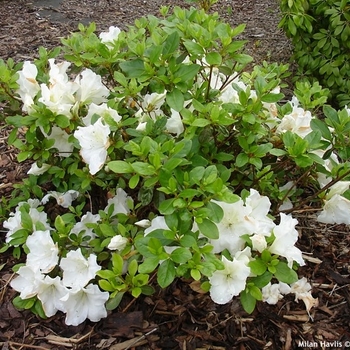 Rhododendron Robin Hill hybrid 'Dorothy Hayden' 