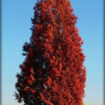 Quercus robur 'Wandell' 