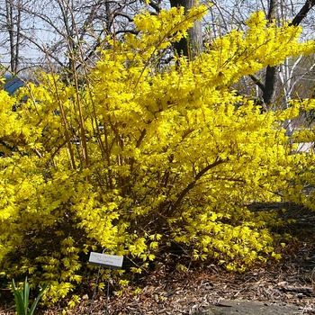 Forsythia 'Happy Centennial' 