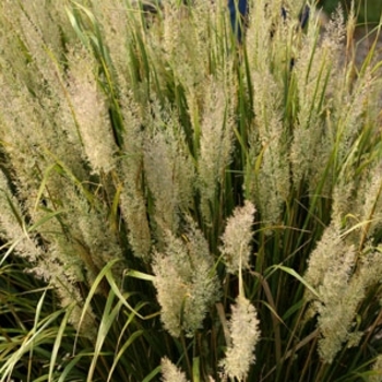 Calamagrostis brachytricha 'Feather Fabulous™' 