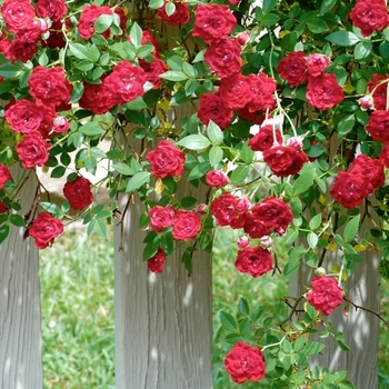 Rosa 'Red Cascade' 