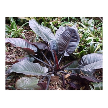 Philodendron erubescens 'Black Cardinal' 