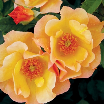 Rosa 'Morden Sunrise' 