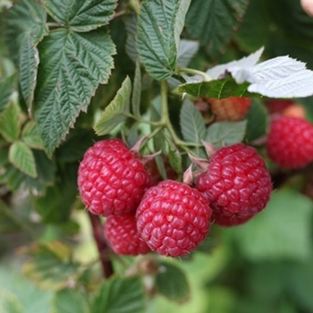 Rubus idaeus 'Nova' 