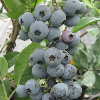 Vaccinium ashei 'Premier' 