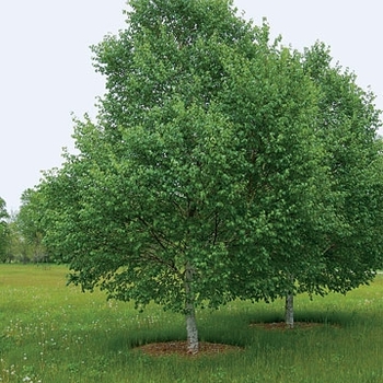 Betula 'Madison' 