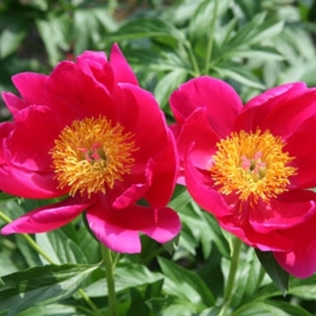 Paeonia 'Heart Strong™' 