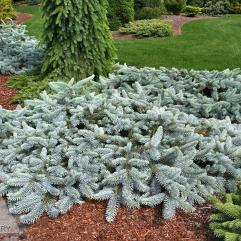 Picea pungens 'Procumbens' 