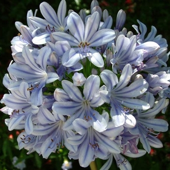 Agapanthus praecox ssp. orientalis 'Full Moon' PP26421