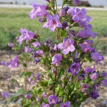 Penstemon tenuis